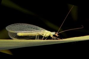 Green_lacewing